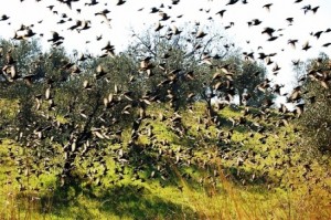 Sciame di storni - Sturnus Vulgaris